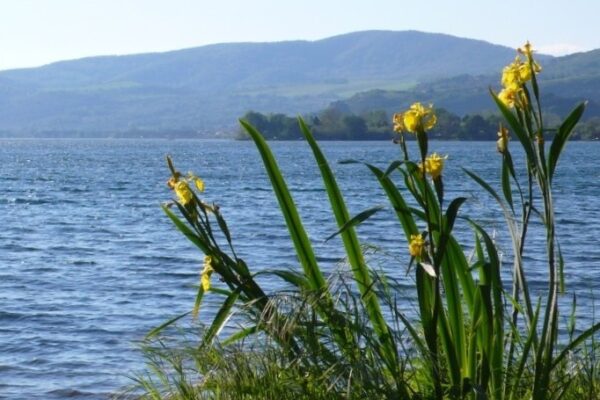 piante fioriti in riva al lago di bracciano