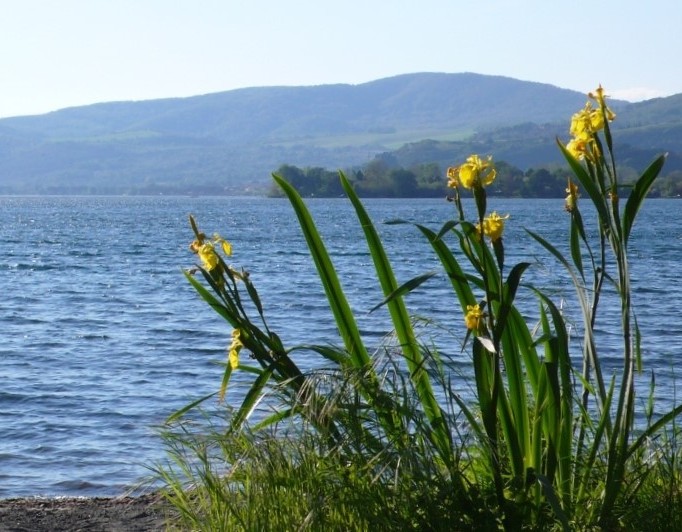 piante fioriti in riva al lago di bracciano